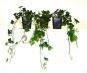 efeu hedera helix im p9 topf