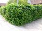 efeu hedera hibernica hecke