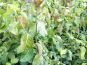euonymus fortunei darts blanket belaubung