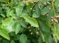 felsenbirne amelanchier lamarckii belaubung