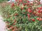 feuerdorn hecke pyracantha coccinea red column