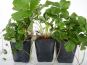 fragaria vesca walderdbeere staude 05l topf