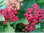gemeiner schneeball viburnum opulus frucht nah