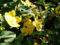 hypericum hidcote gold blueten(1)