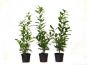 kirschlorbeer caucasica 60 80 topf