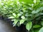 kirschlorbeer novita beet c3 60 80 cm