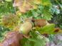 nussfrucht eichel quercus robur