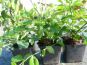 pfaffenhtchen coloratus im c1 container