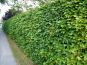 rotbuchenhecke im sommer