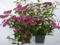 rote sommerspiere spierstrauch spiraea anthony waterer c1 container