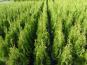 thuja columna container pflanzen beet