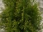 thuja smaragd blattwerk