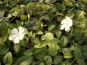 vinca minor alba bluehend