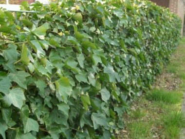 Pflanzen mit Anwachsgarantie | Hedera Hibernica - Irischer Efeu | hier  gnstig kaufen