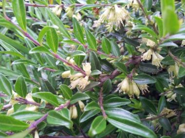 hedge ligustrum Buy California Privet Hedge Online | Lowest Prices