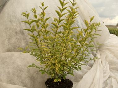 nanking cherry plant Nanking Cherry Prunus tomentosa main image 0