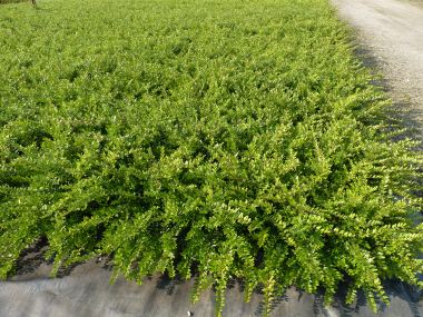Pflanzen mit Anwachsgarantie | Lonicera Nitida Elegant - Bschungsmyrthe |  hier gnstig kaufen