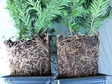Pflanzen mit Anwachsgarantie | Taxus baccata 'Repandens' - Bodendeckereibe  | hier gnstig kaufen