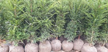 Pflanzen mit Anwachsgarantie | Taxus baccata - Eiben (Ballenware) | hier  gnstig kaufen