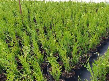 lavendel zimmerpflanze Lavendel Lavandula Hidcote Blau Gartenpflanze 12cm 20cm kaufen