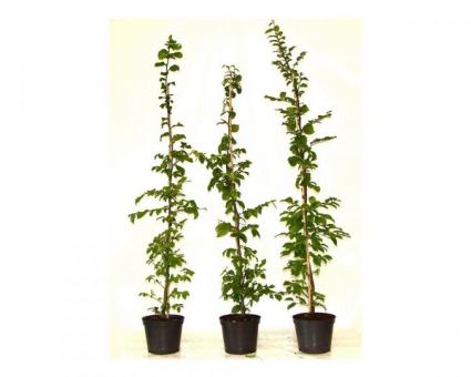 Carpinus Betulus - Hainbuchen im Container Größe 100-125cm, 3L