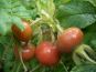 anwendung rosarugosa frucht