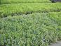 beet vinca