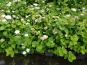 birkenblttriger spierstrauch spiraea betulifolia im beet
