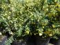 bluehende berberis fricartii verrucandii im beet c3 topf 30 40 cm