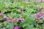 bluehende geranium macrorrhizom