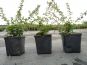 buxusblaettrige berberitze berberis buxifolia nana topfpflanze