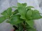 cont1 pachysandra oben