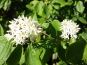 cornus sanguineum roter hartriegel doldenbluete