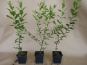 euonymus europaeus im topf