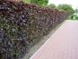 fagus sylvatica purpurea blutbuchenhecke
