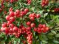 feuerdorn pyracantha coccinea red column frucht
