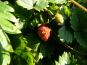 fragaria vesca walderdbeere staude fruechte