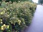 fuenffingerstrauch potentilla kobold hecke herbst