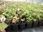 geranium spessart bluehend 2