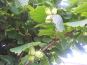 haselnuss corylus avellana