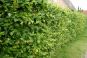 hecke hainbuche carpinus betulus