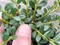 ilex glorie gem laub blaetter