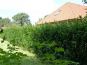 ilex hecke