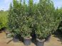ilex heckenstar im beet topfpflanzen