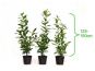kirschlorbeer caucasica c3 125 150 topfpflanzen