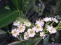 kirschlorbeer prunus laurocerasus otto luyken bluete