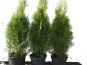 lebensbaum thuja columna 80 100 c3 3l