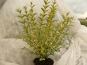 liguster ovalifolium im container