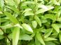 ligustrum lodense belaubung