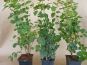 lonicera xylosteum heckenkirsche im 1l topf